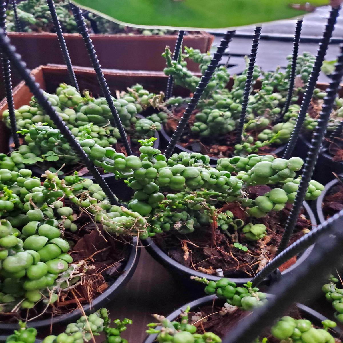 Dischidia nummularia 'Dragon Jade' Hanging Basket