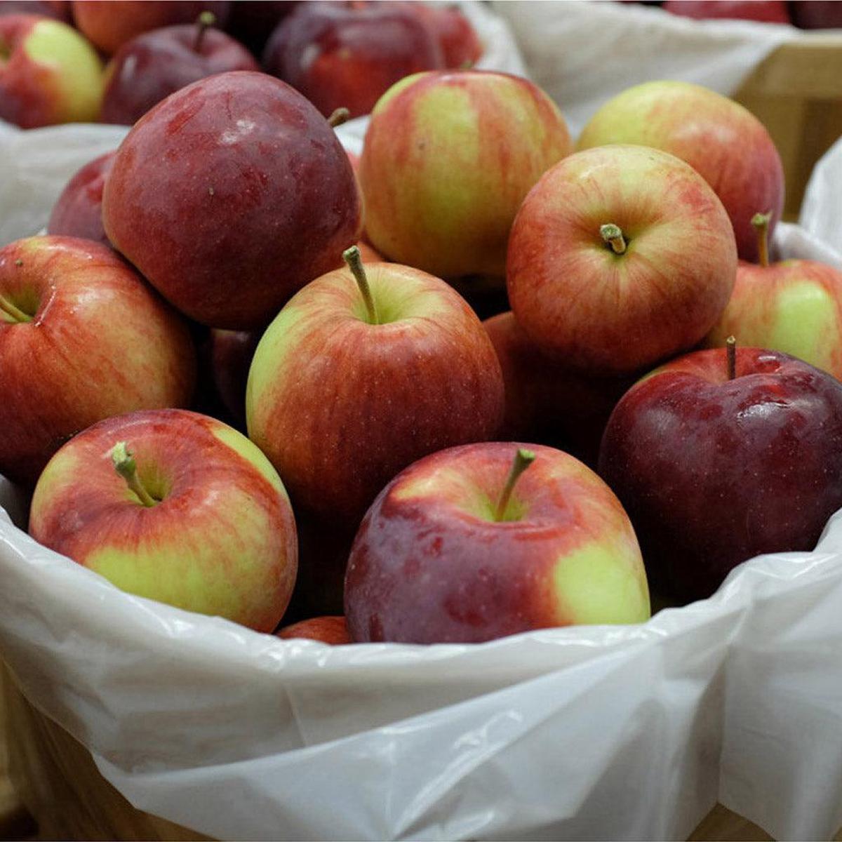 Empire Apple Semi-Dwarf Tree