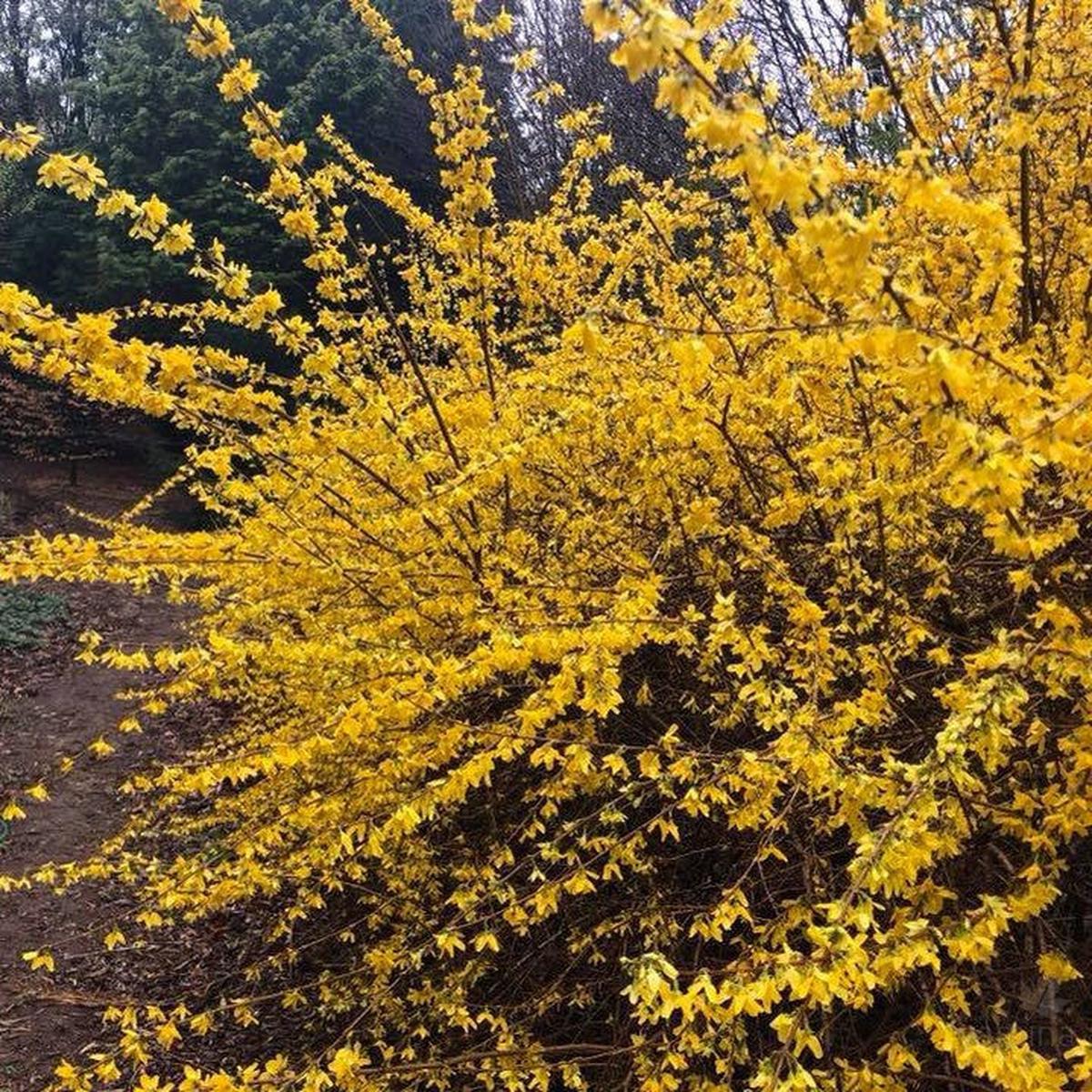 Forsythia x intermedia Lynwood Gold
