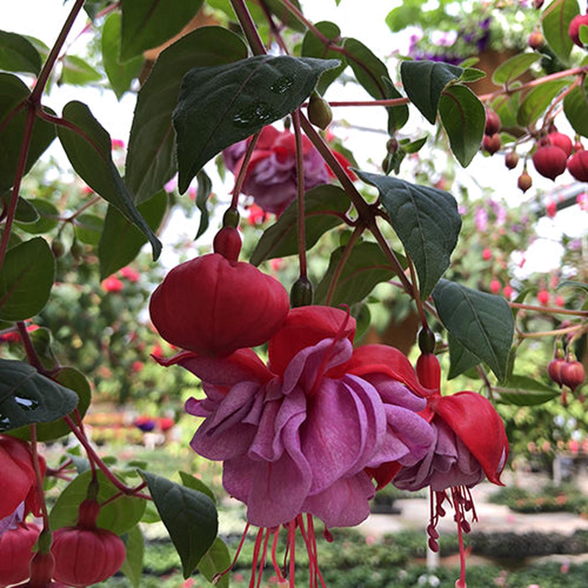 Fuchsia | Blue Eyes 4"