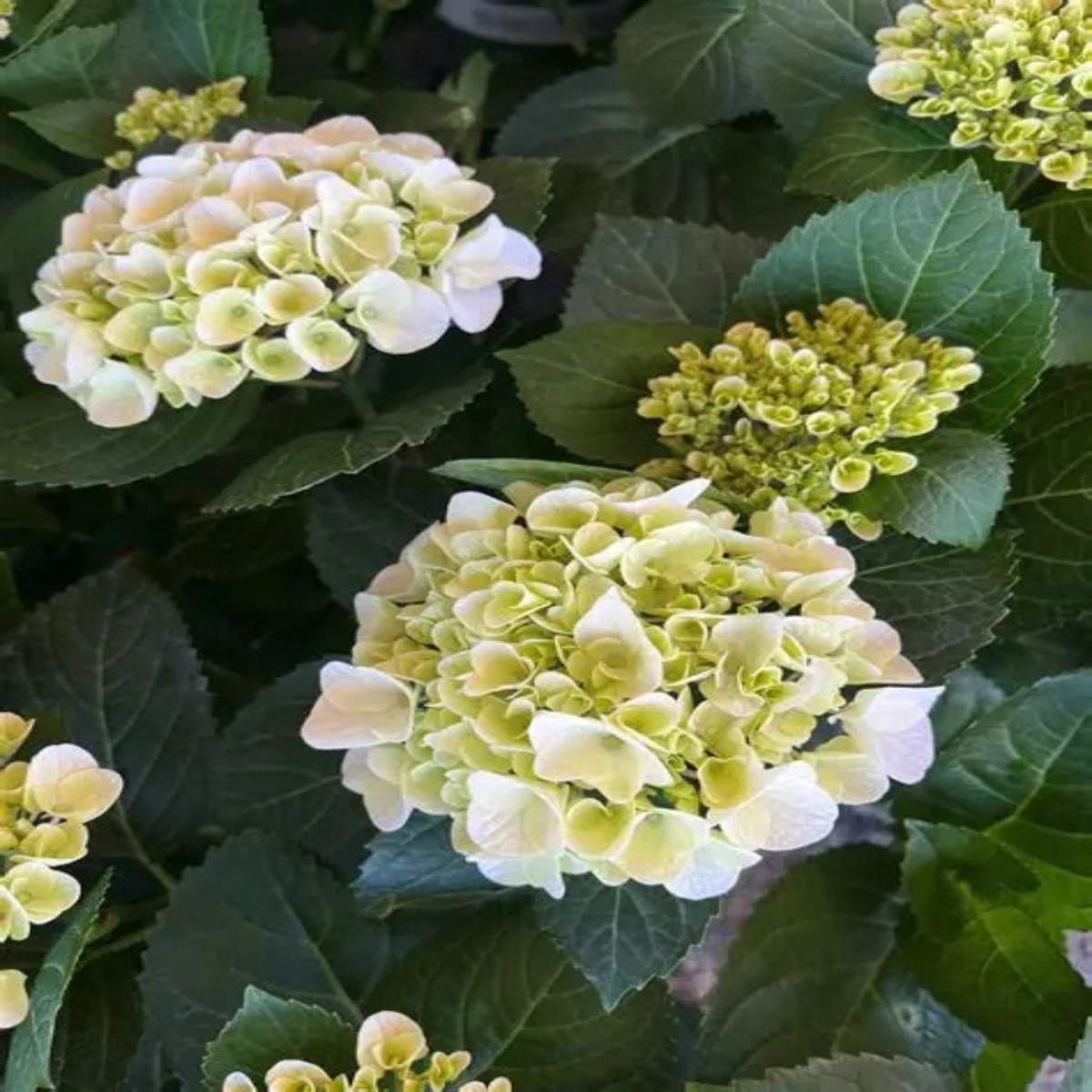 Hydrangea macrophylla 'Hi White Sun' 2G