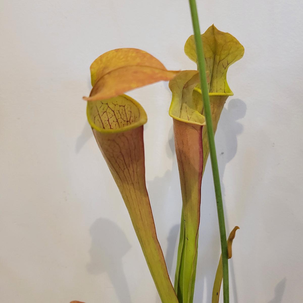 Sarracenia 'Wherryi'