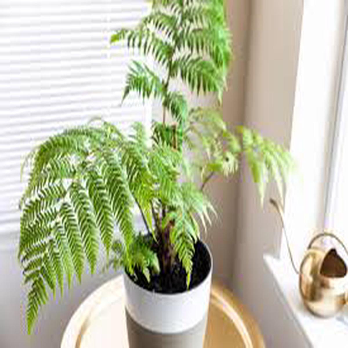 10" Australian Tree Fern