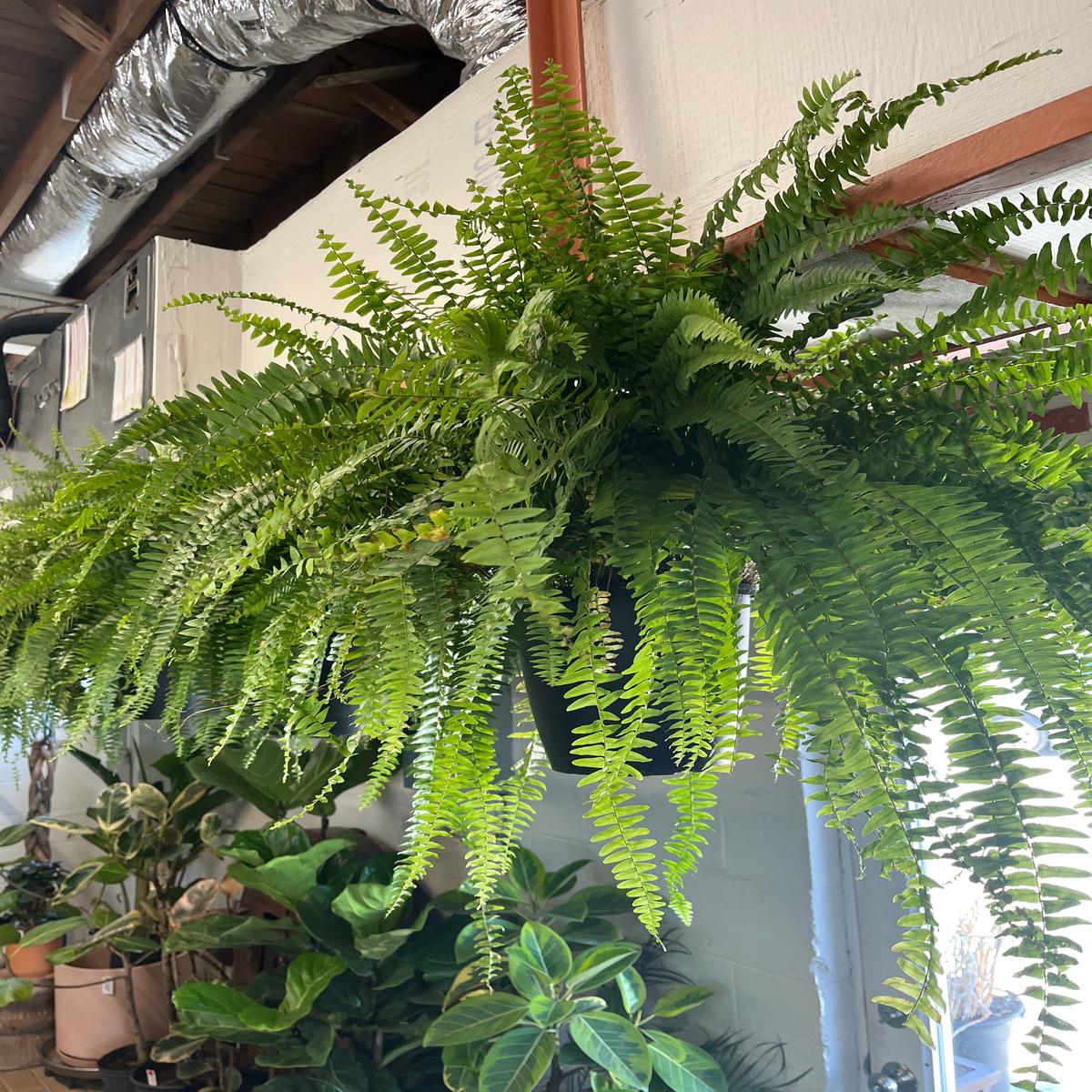 10 Boston Fern