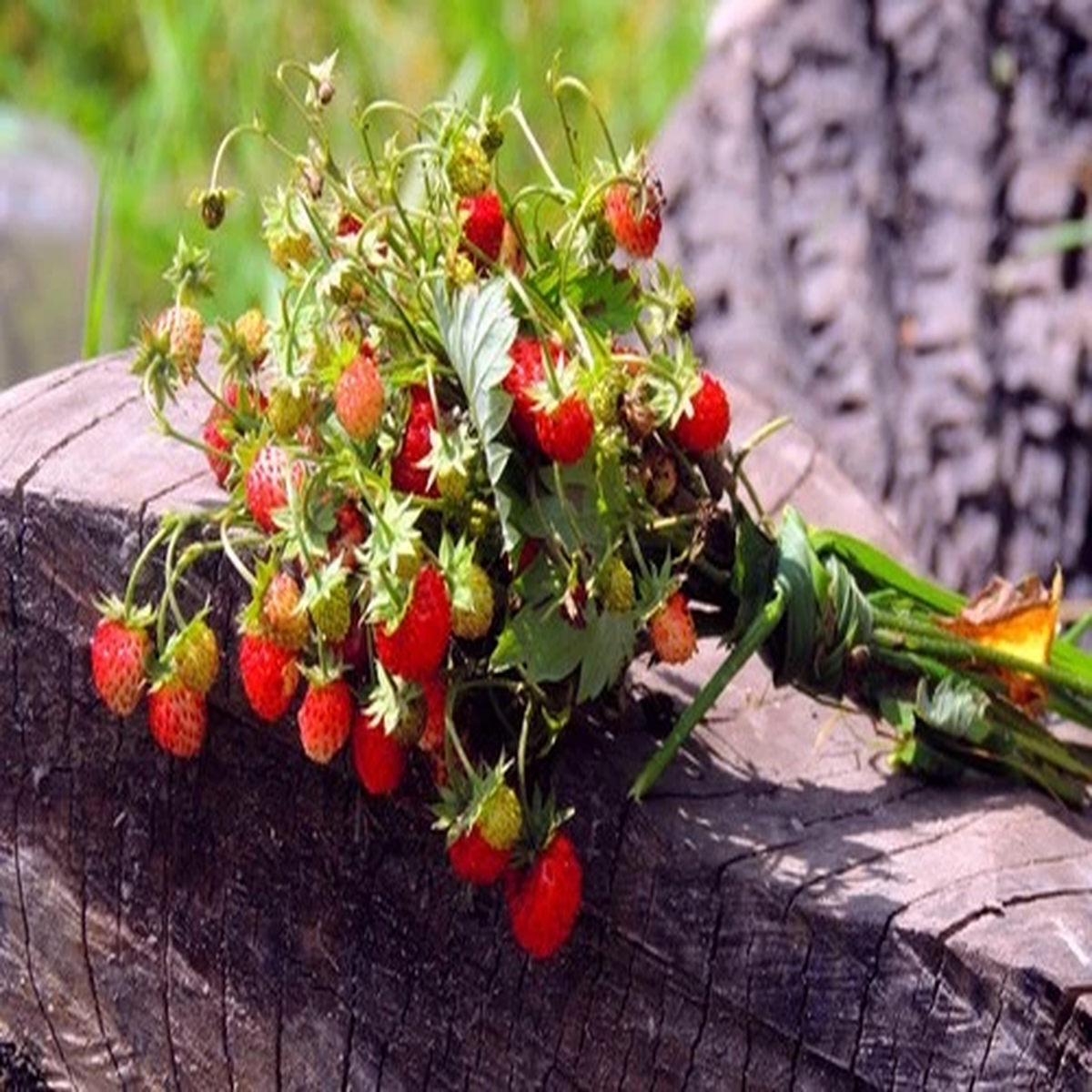 100 VESCA BARON STRAWBERRY Solemacher Berry Fragari Fruit Seeds *Flat S/H