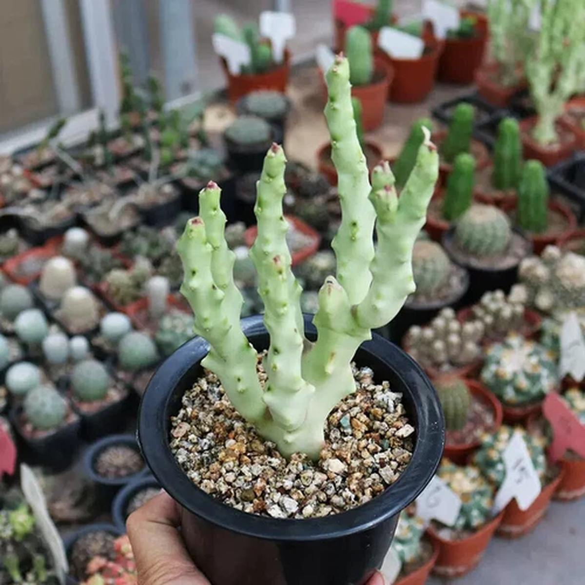1pc 8cm Multiple Heads Live Caralluma Socotrana Beautiful Garden Rare Planting