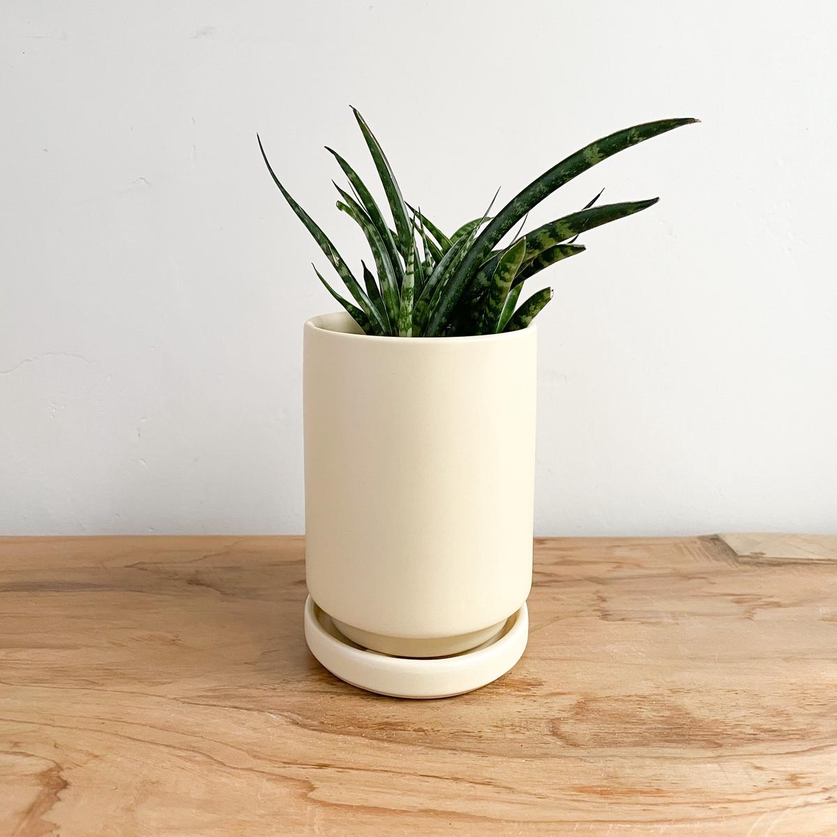 4.5" Gemstone Planter - Almond