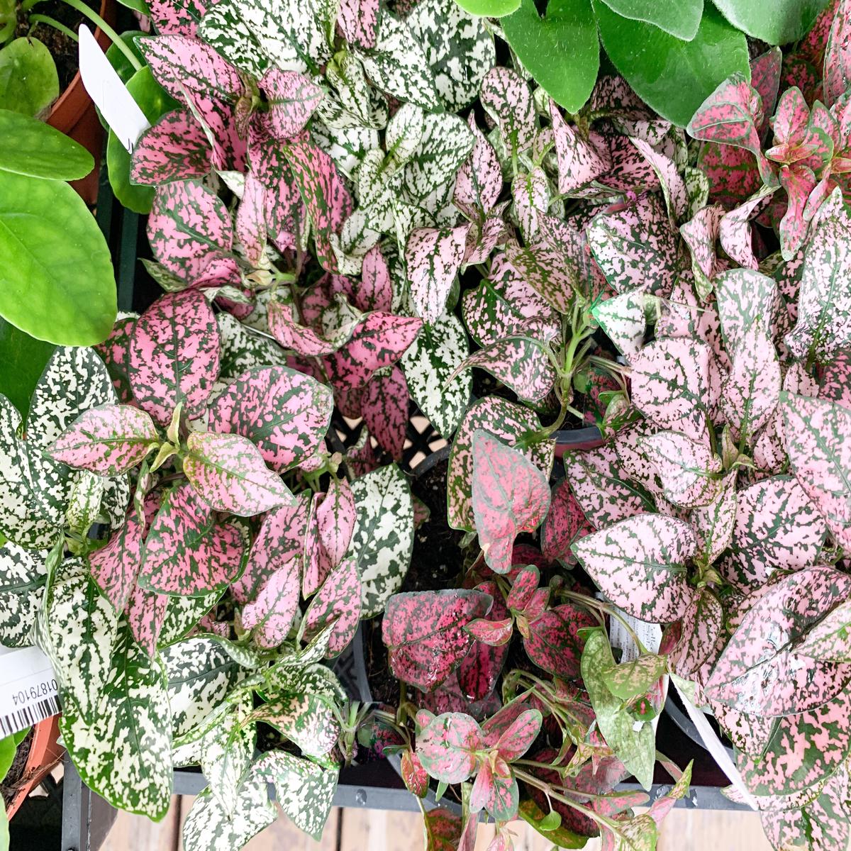 4 Assorted Hypoestes 'Polka Dot' Plant