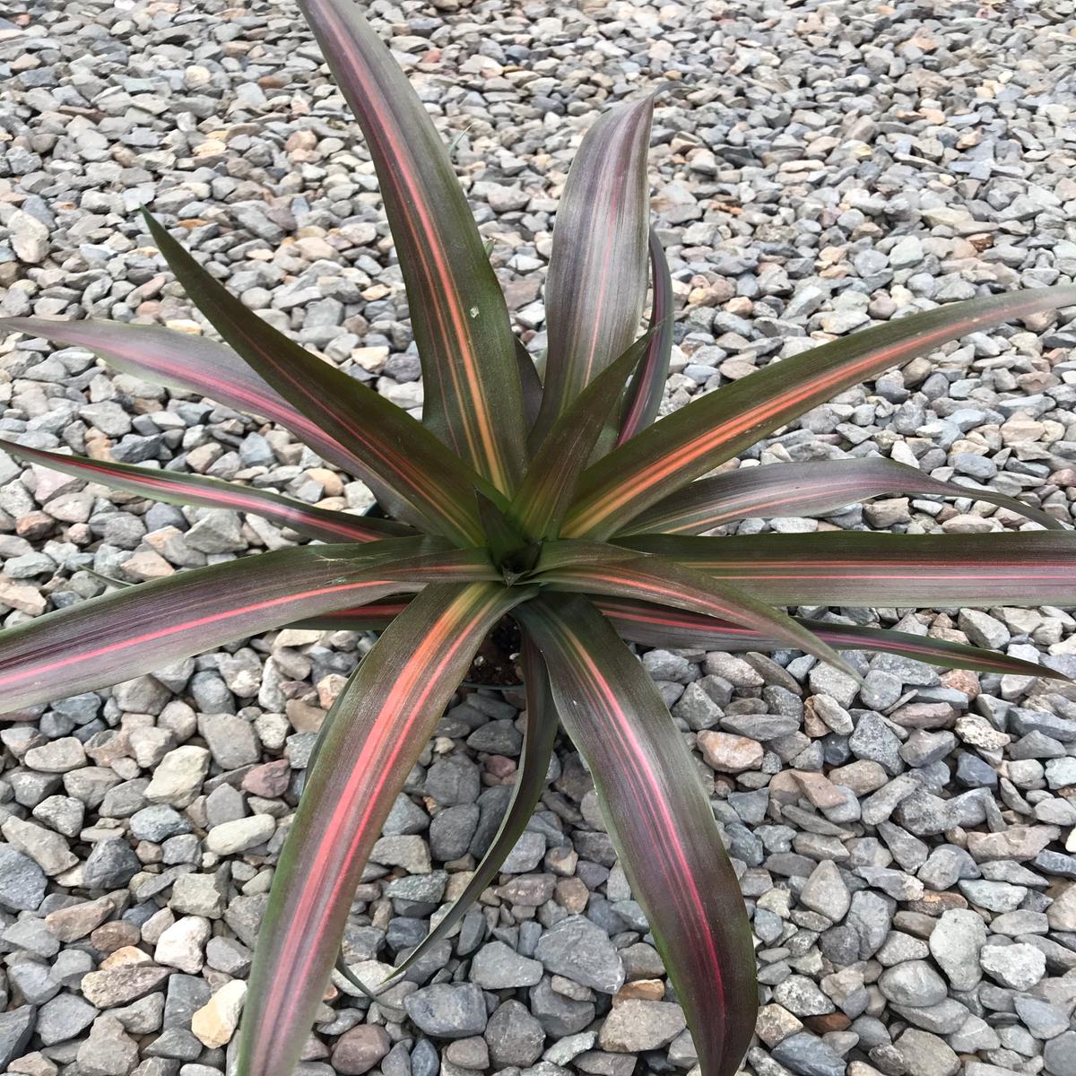 6" Ananas Pineapple