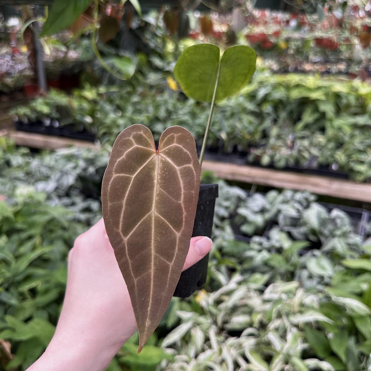 Anthurium 'Blue Velvet' x 'Ace of Spades'