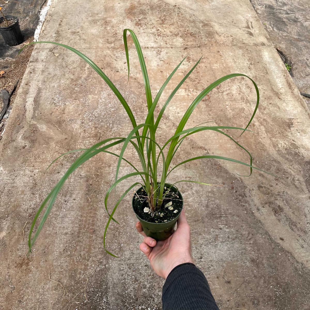 Cyperus papyrus 'Giant Egyptian'