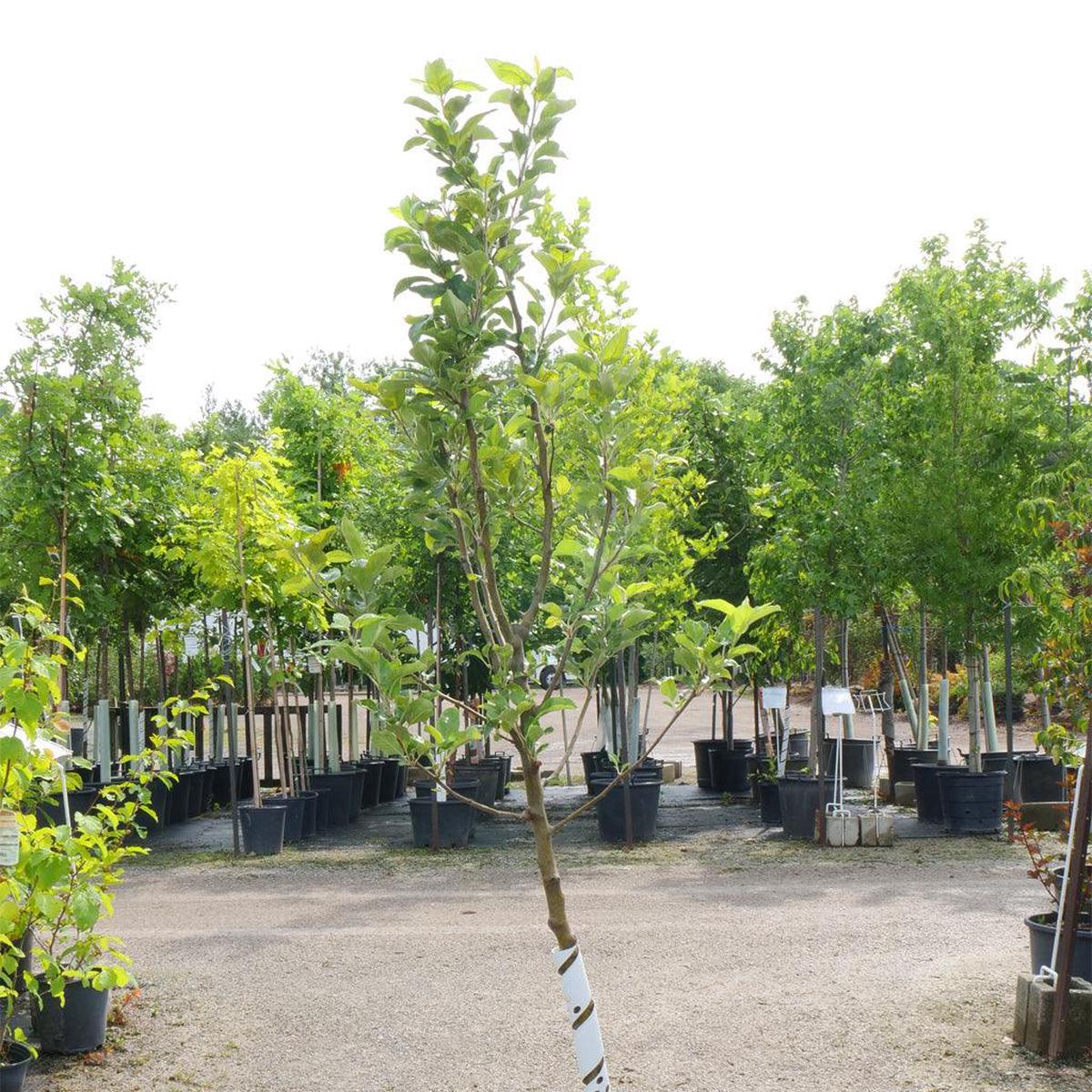 Early Pink Lady Apple Semi-Dwarf Tree