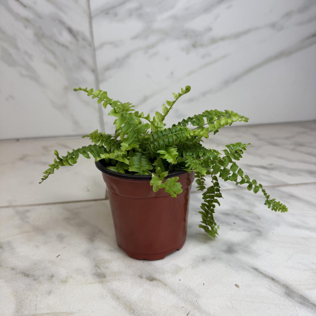 Fern Compact Boston, 4" Plant