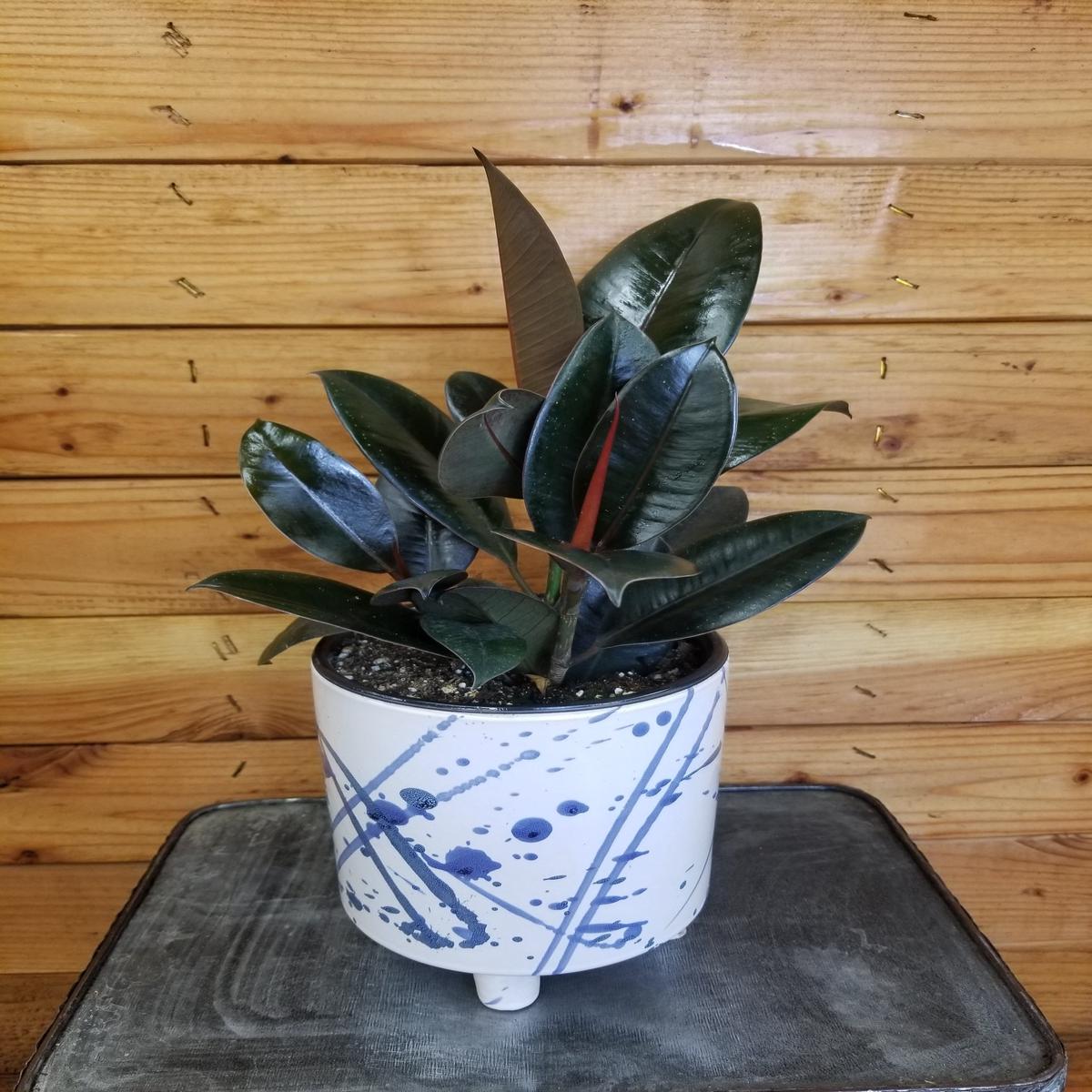 Ficus Burgundy, 6" Plant