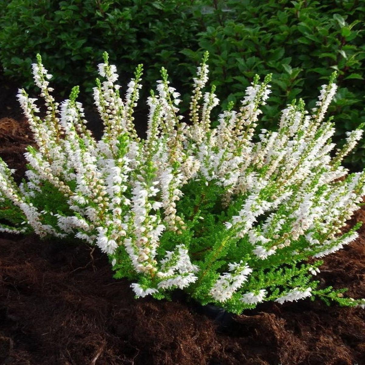 Heather Calluna 'Spring Cream' 1G
