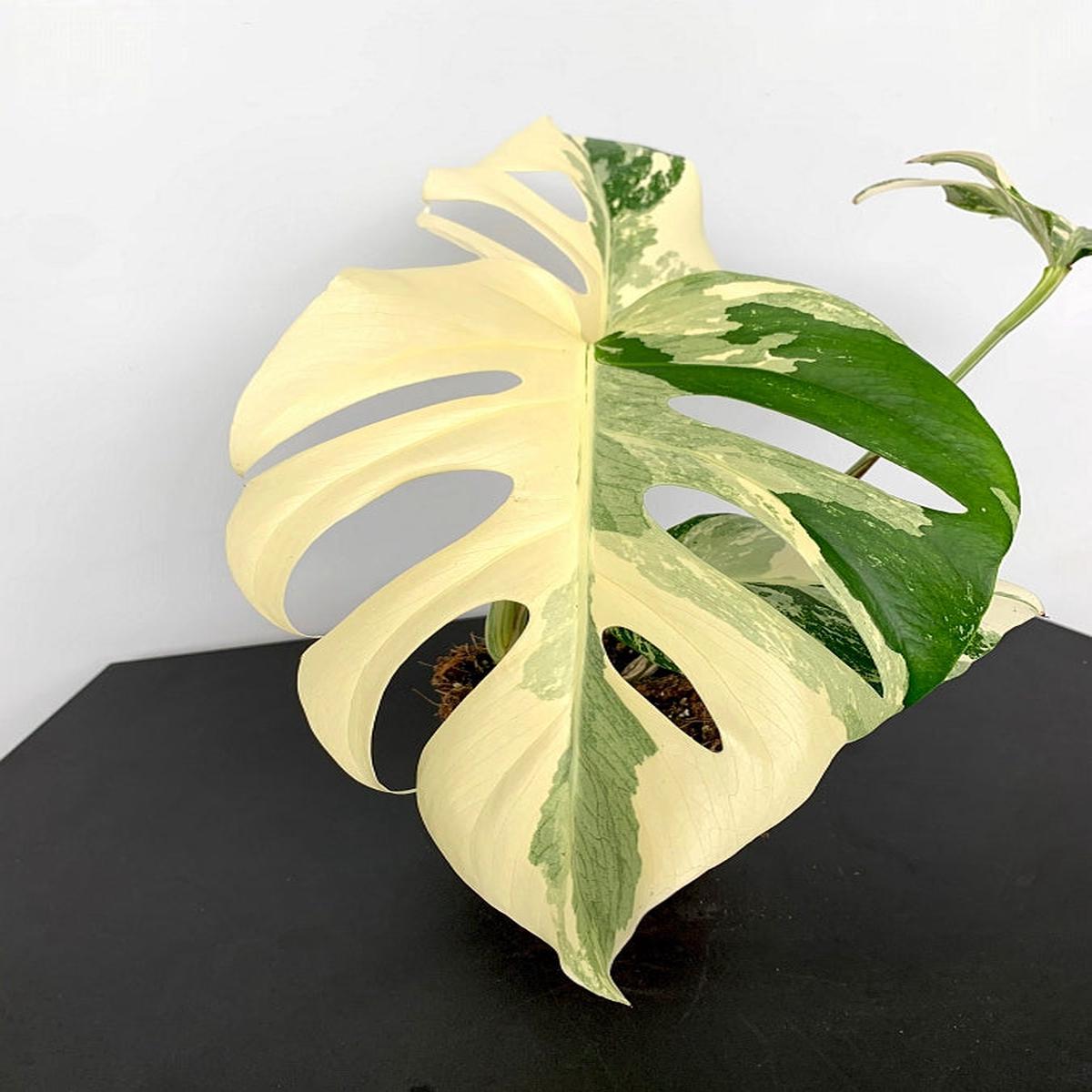 Monstera deliciosa Variegata albo "Half Moon" (3 leaves)