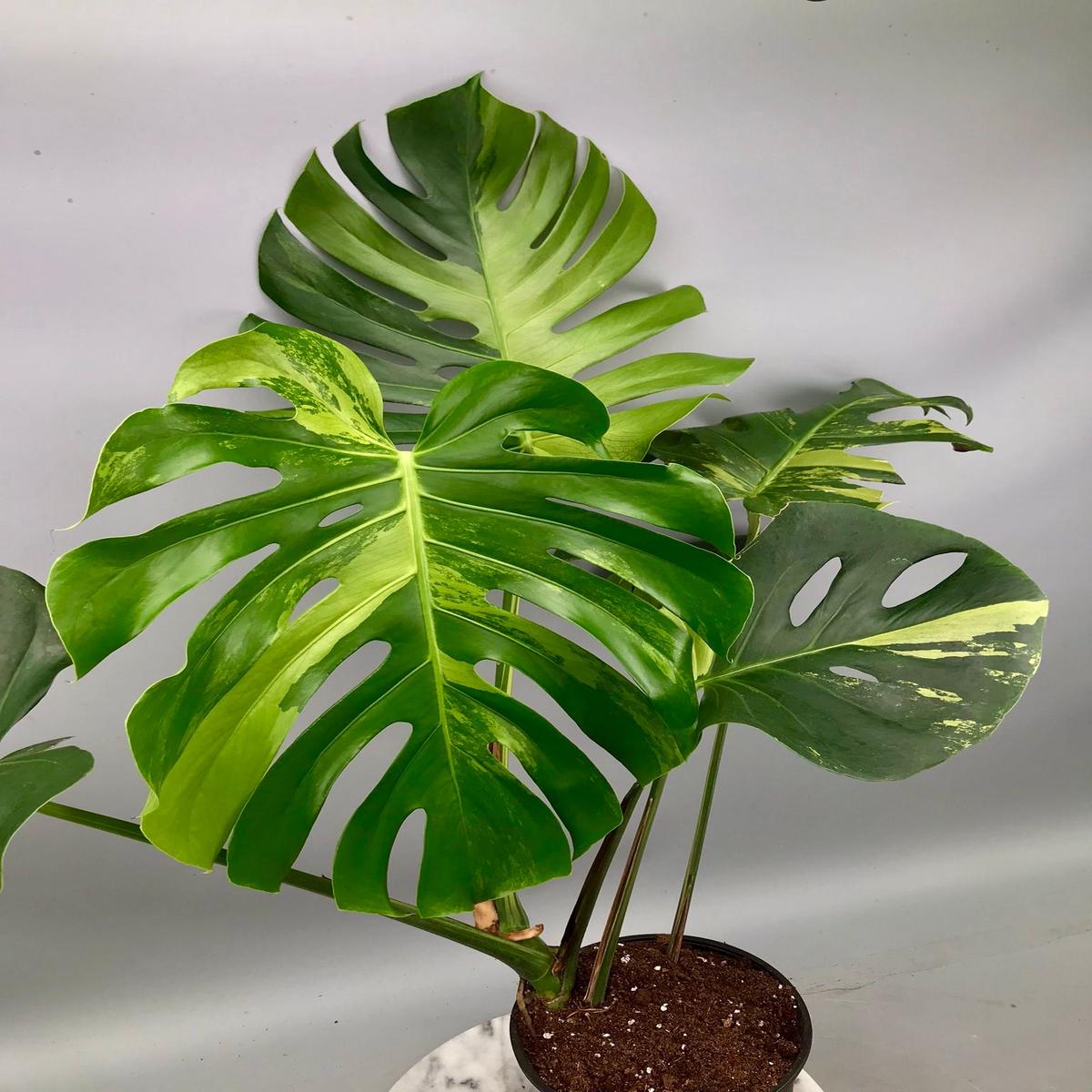 Monstera Ocean Mint (Nr 3.1)