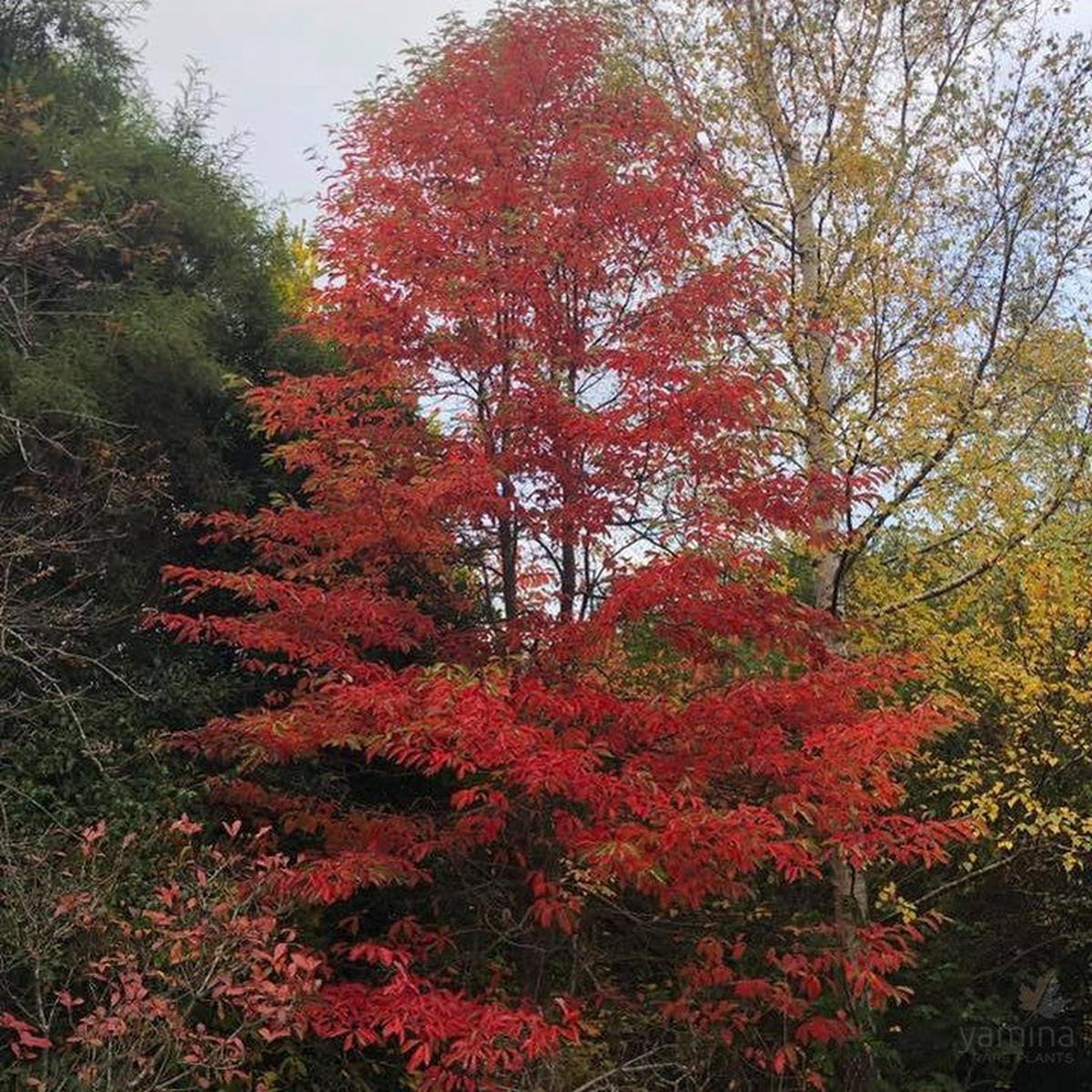 Nyssa sylvatica (Tupelo)