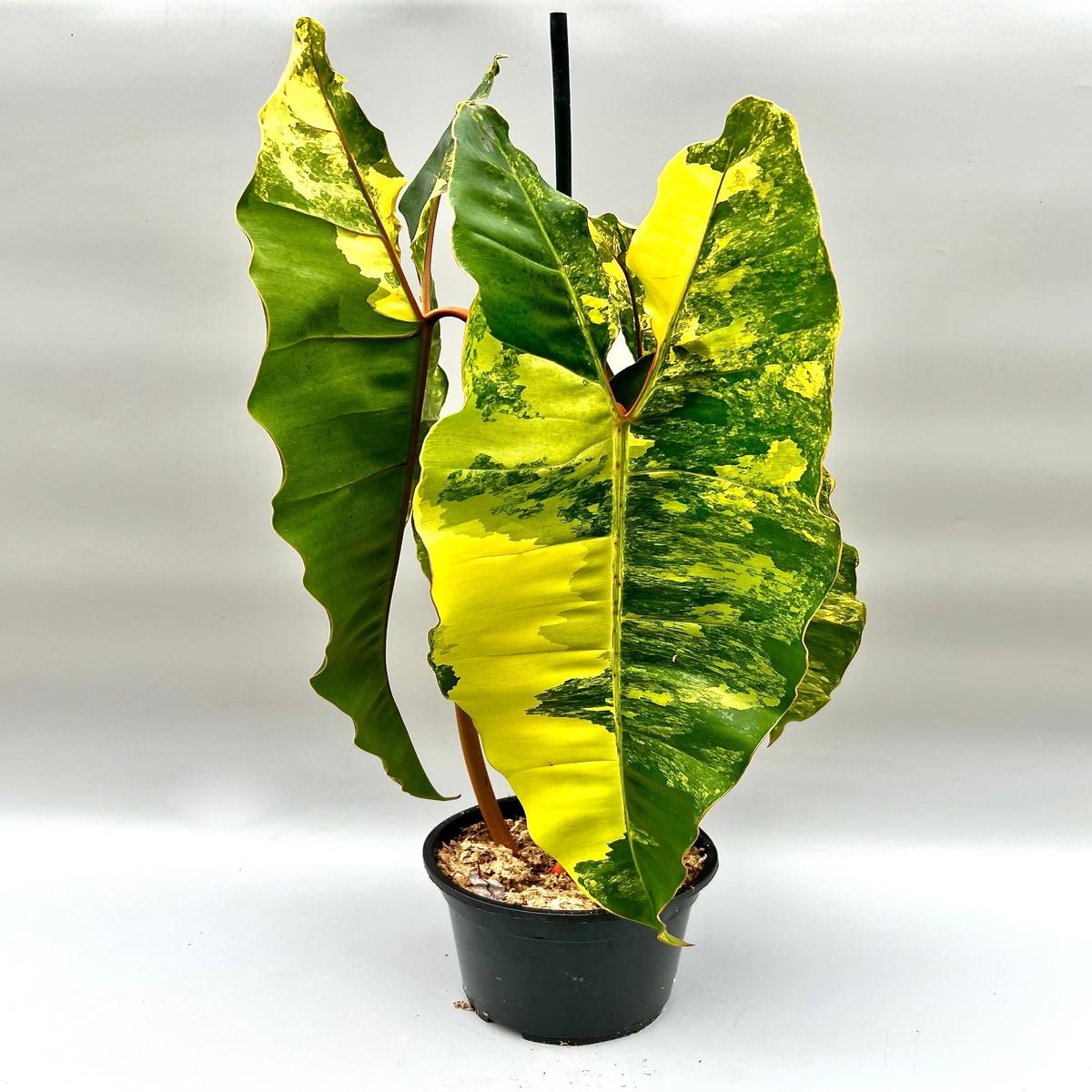 Philodendron billietiae Variegata