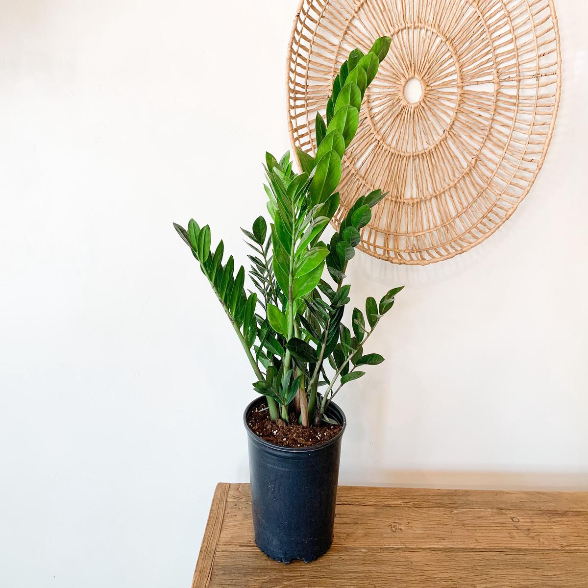 10 ZZ Plant