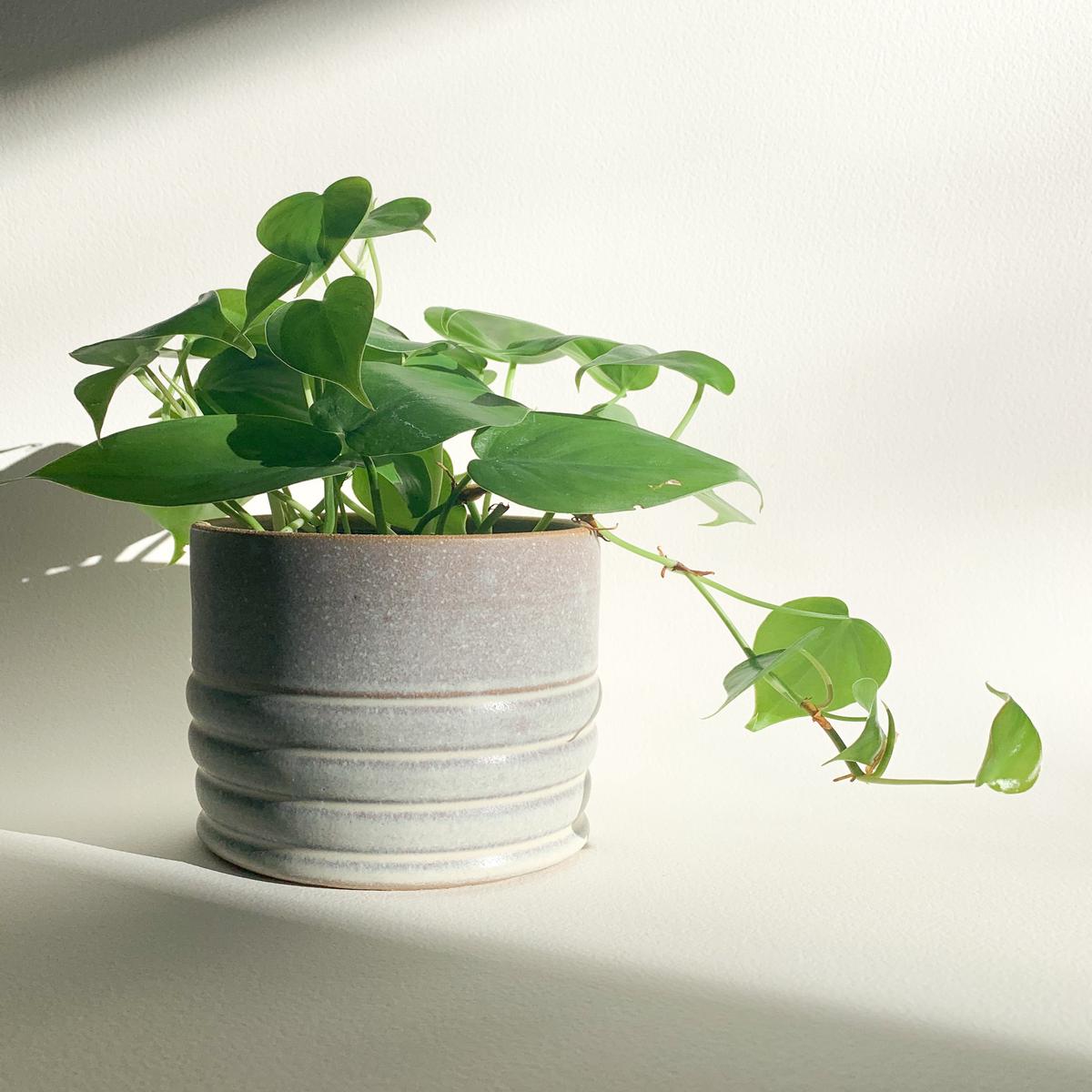 4" Settle Ceramics Textured Planter - Dry Oat