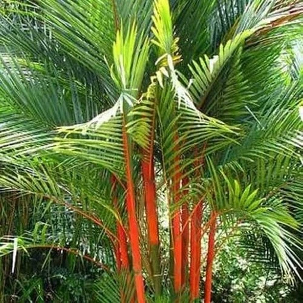 50++ Decorative Palm Tree Seedss (Cyrtostachys renda) var. Red Palm