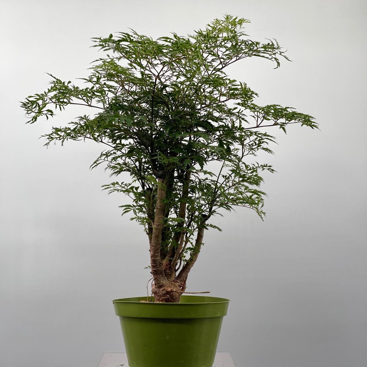 6" Aralia, Ming Stump
