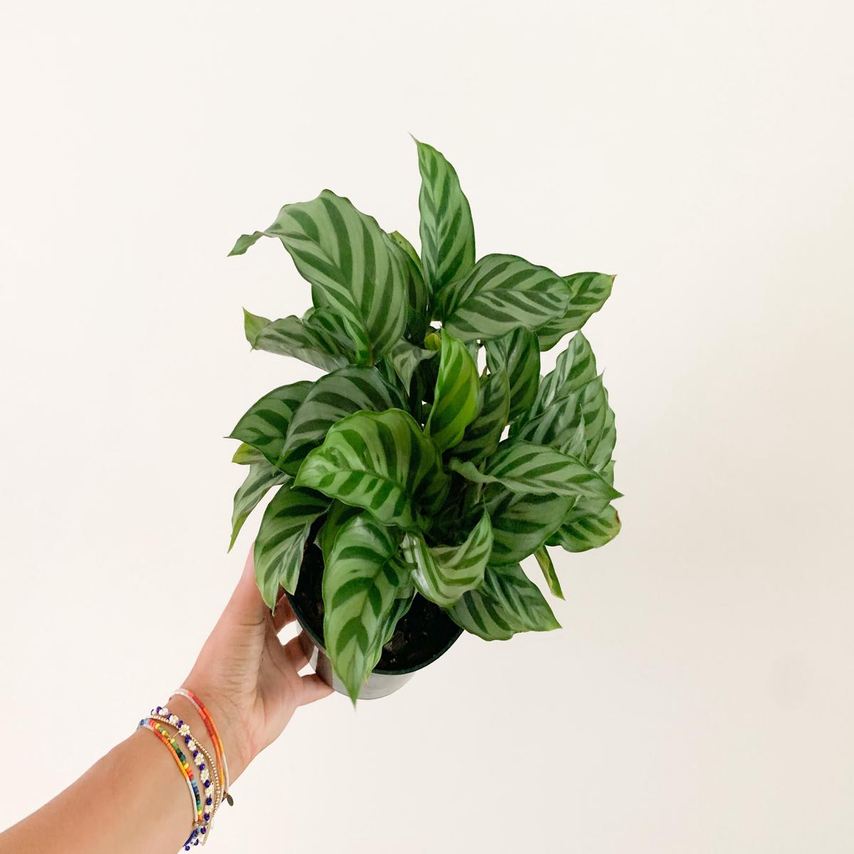 6" Calathea 'Freddie'