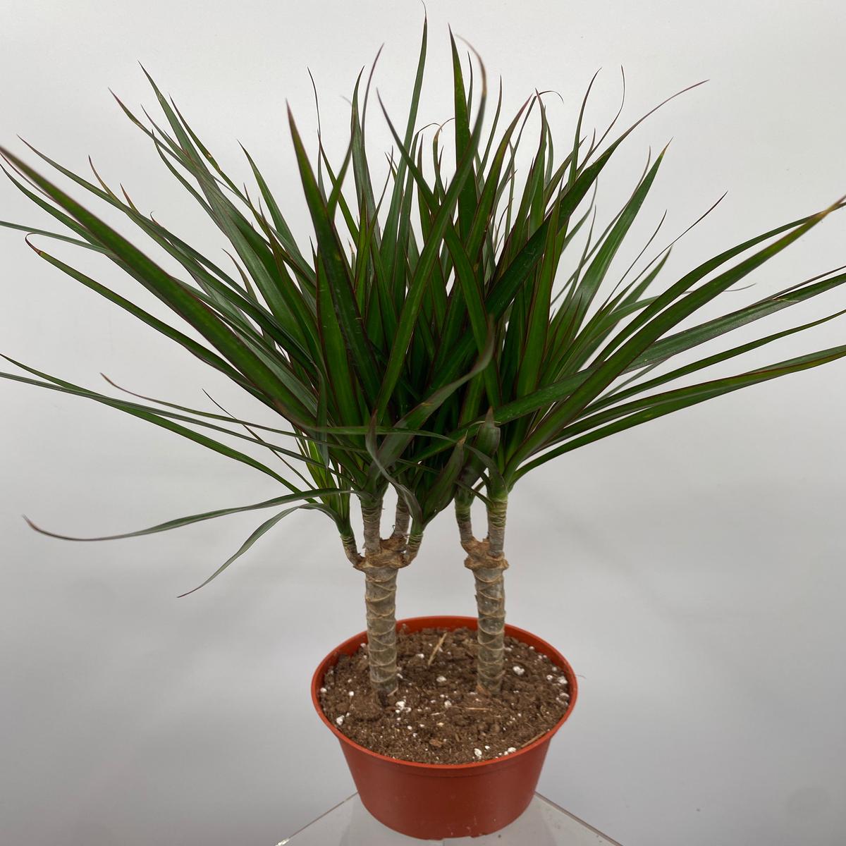 6" Dracaena Marginata, Cane