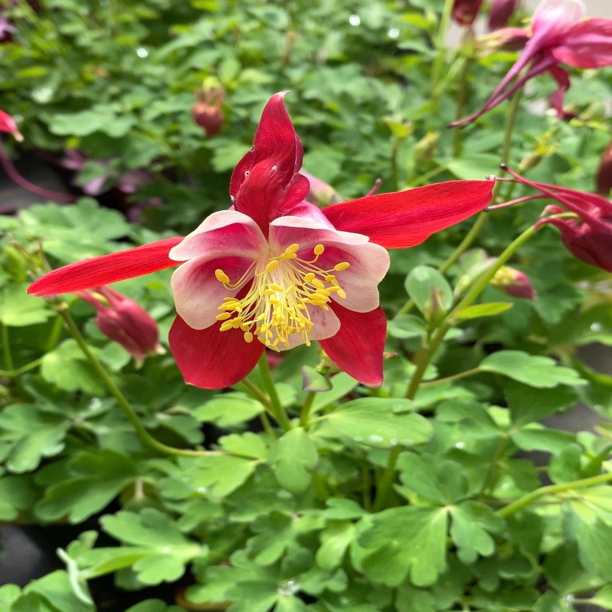 Aquilegia Kirigami Red & White Qt.