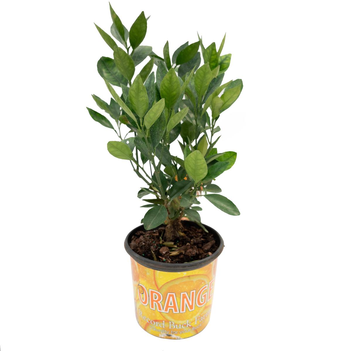 Citrus/Orange 8In
