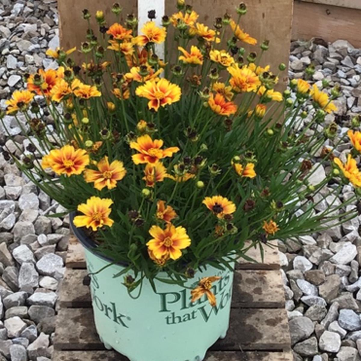 Coreopsis Lil Bang Fire Wheel (Coreopsis x 'Lil Bang Fire Wheel') - 1 gallon