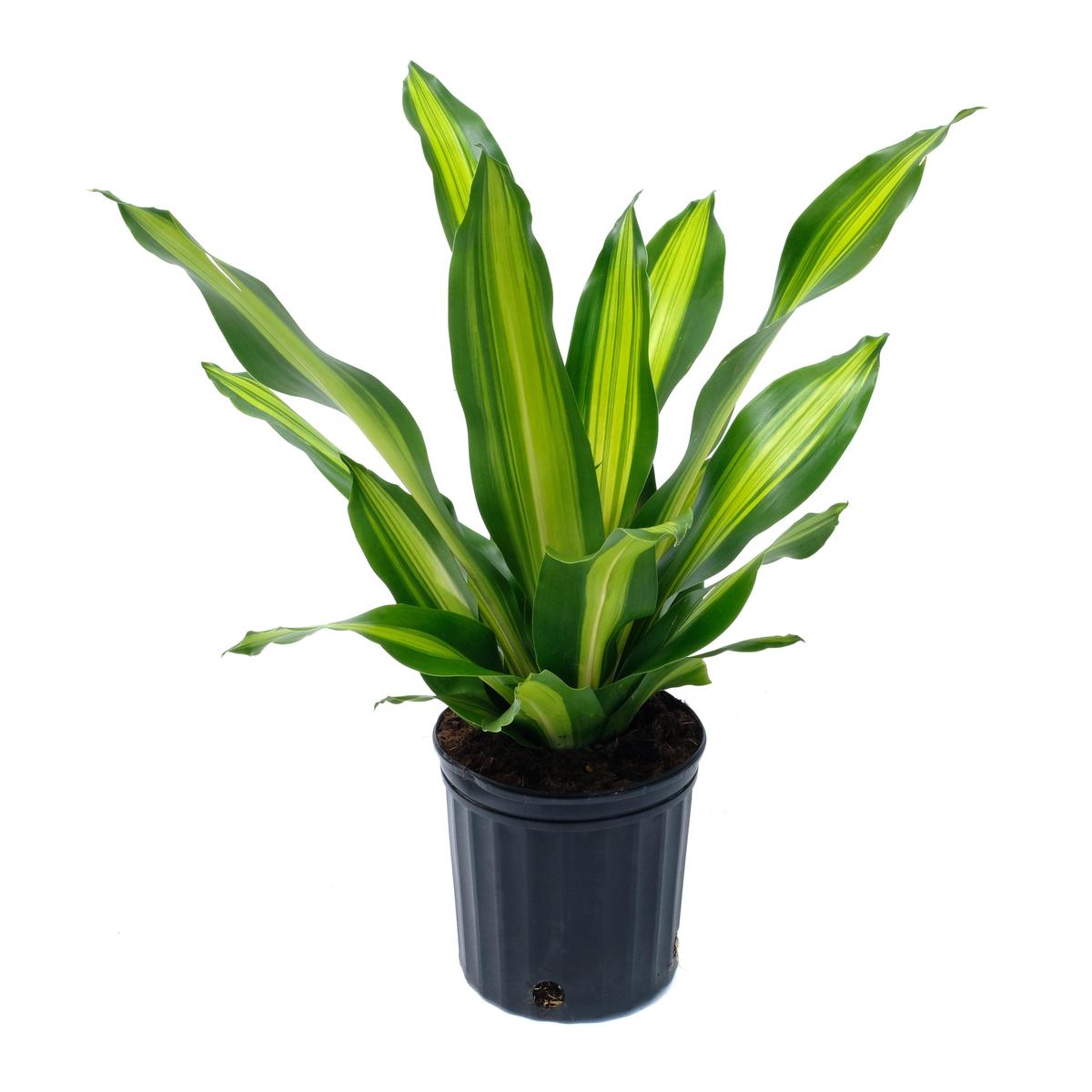Dracaena Golden Heart 10"