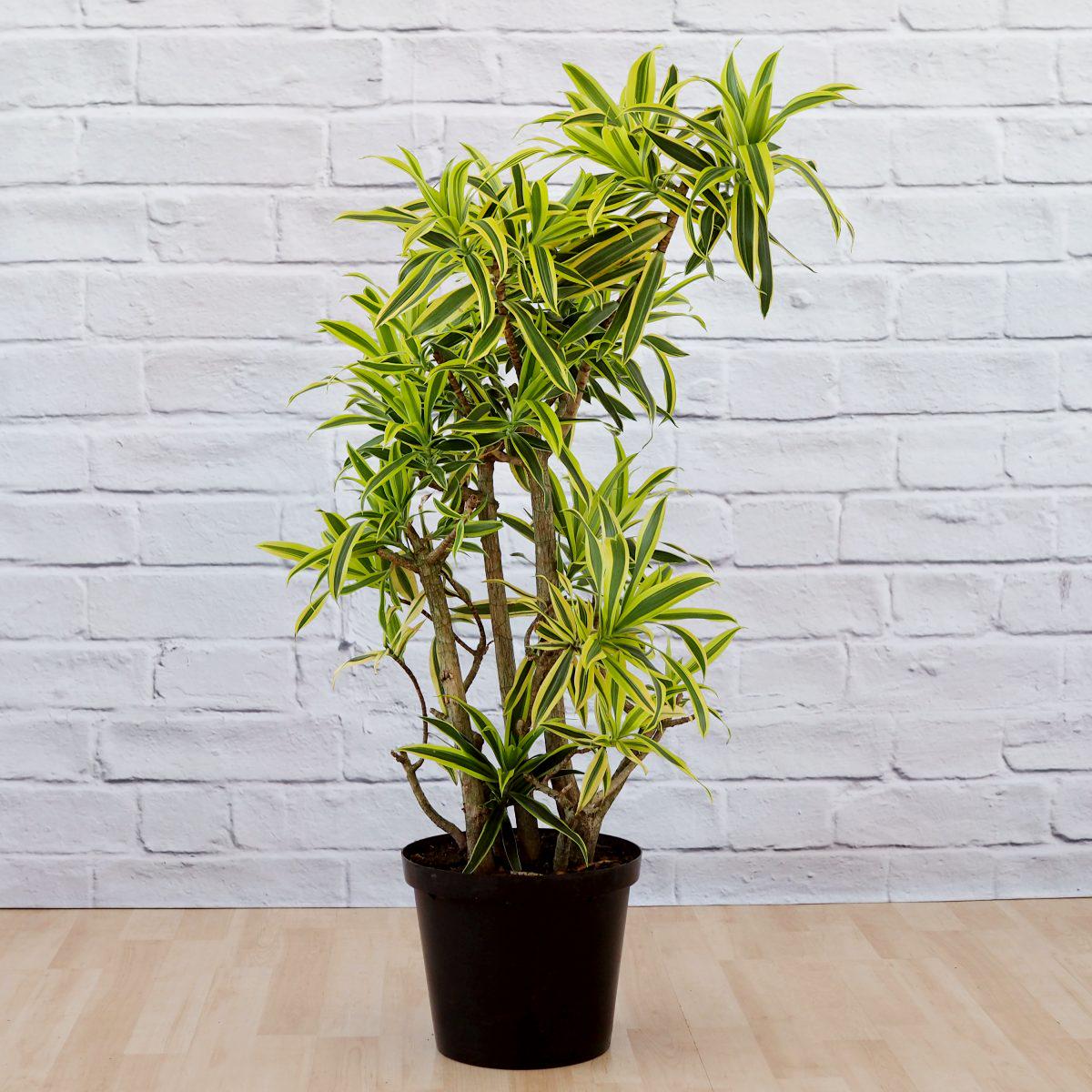 Dragon Tree - Song of India - LARGE