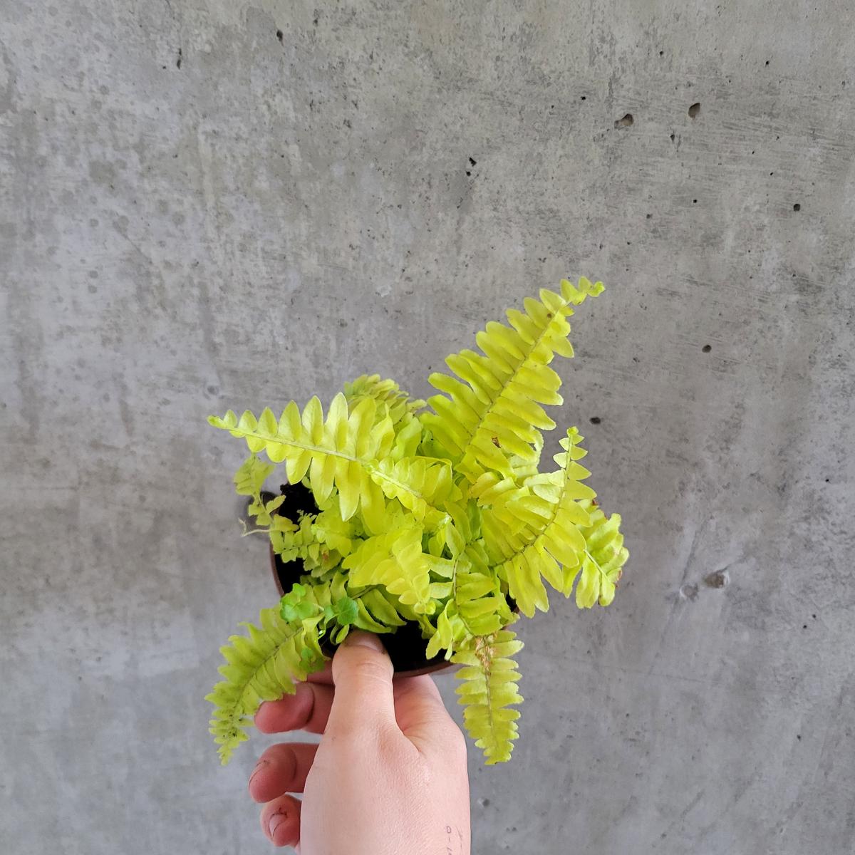 Golden Boston Fern