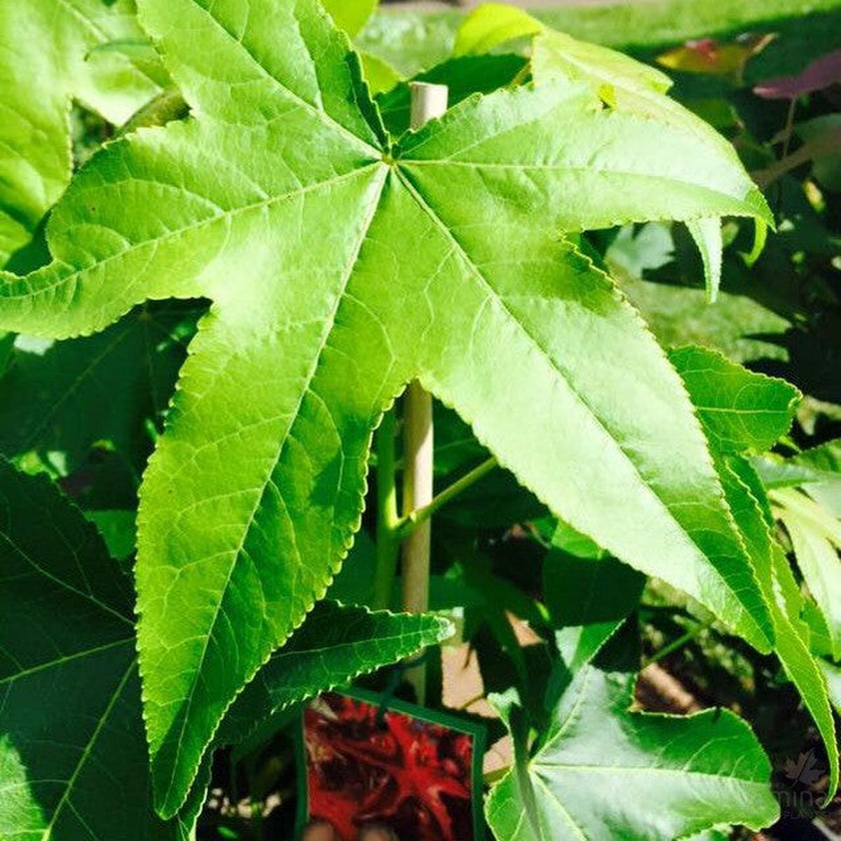 Liquidambar styraciflua Palo Alto