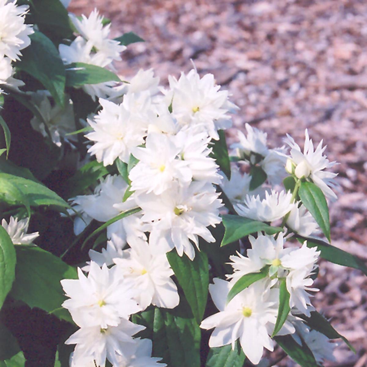 Miniature Snowflake Mockorange