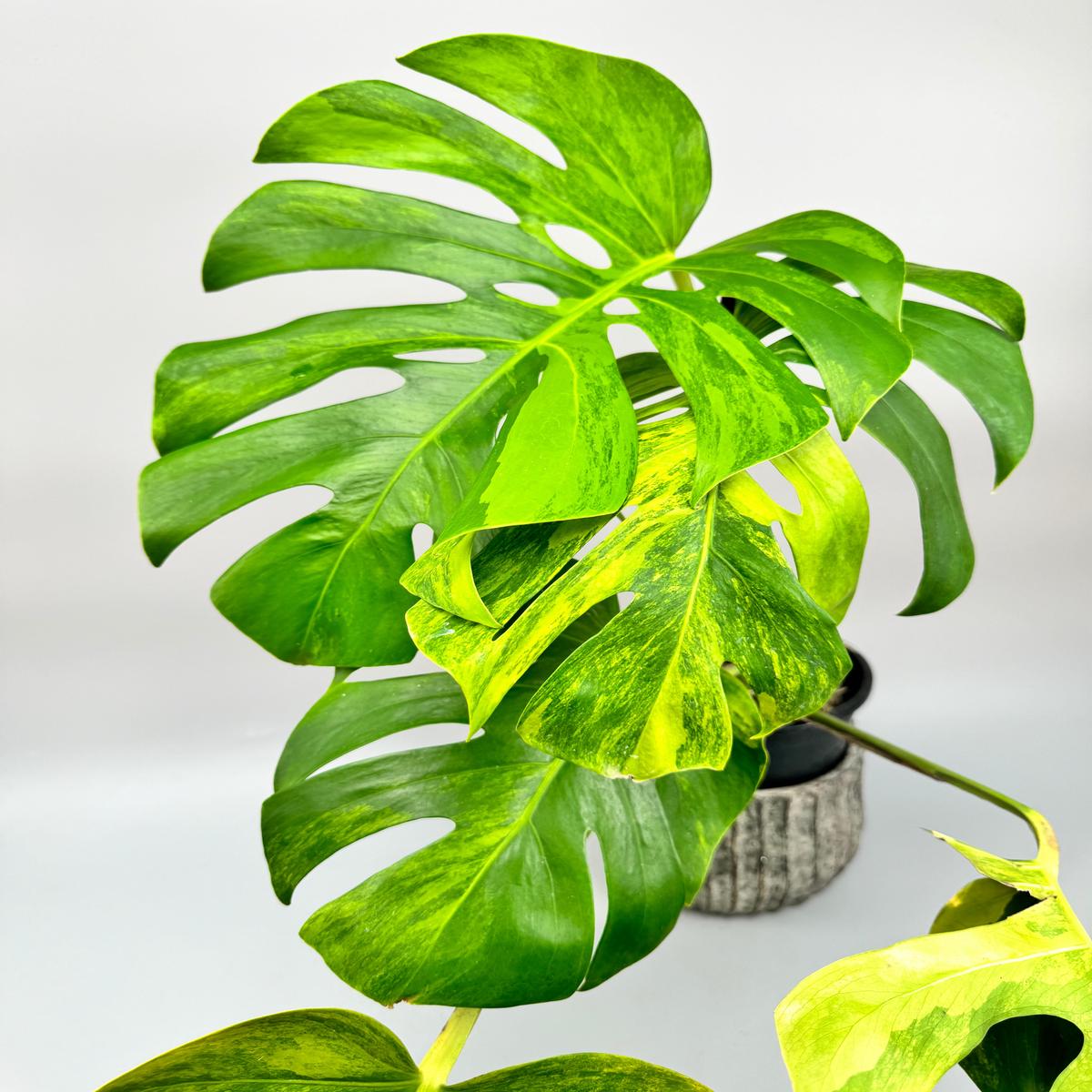 Monstera deliciosa borsigiana Aurea Variegata (Big Leaves)