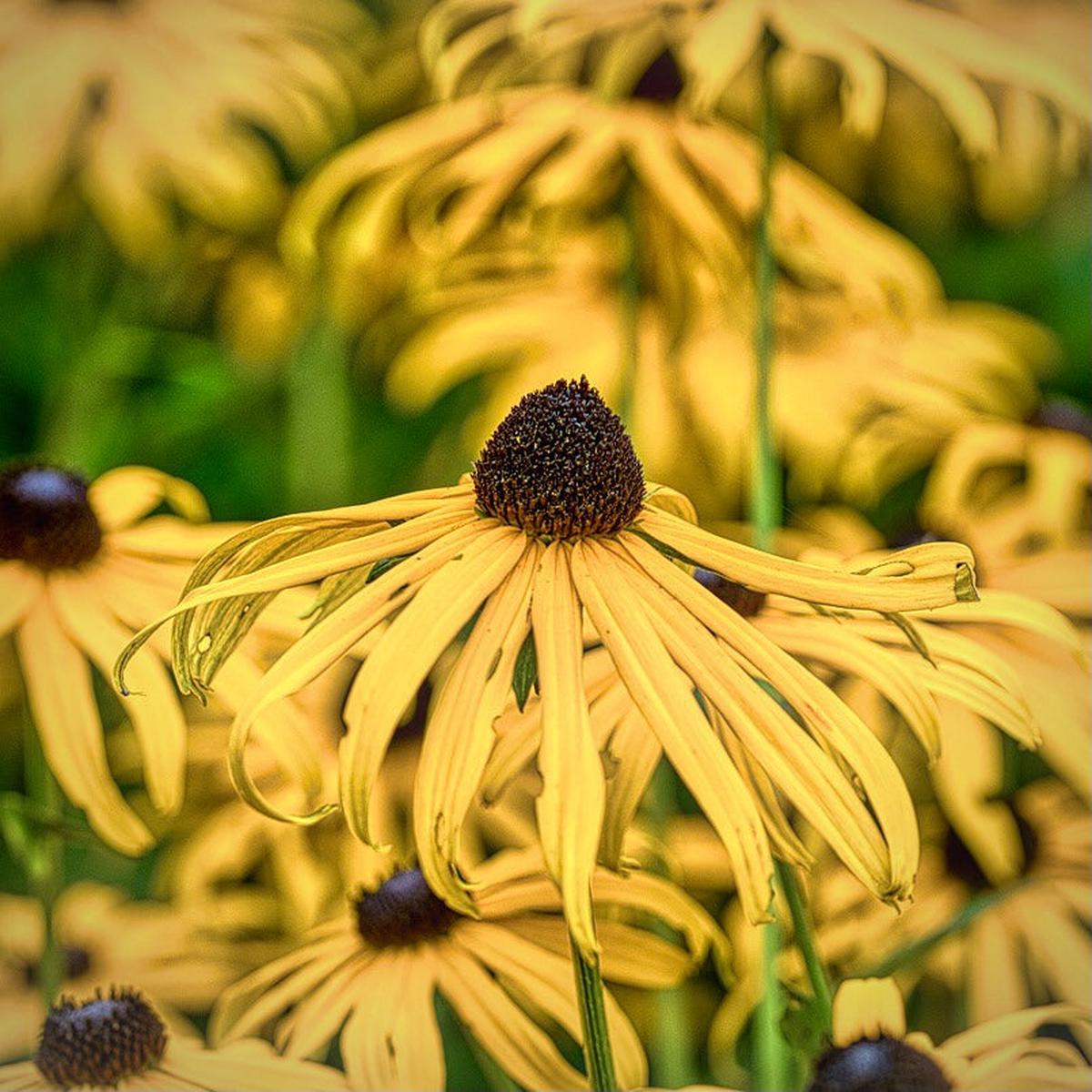 Ozark Coneflower (Echinacea paradoxa)