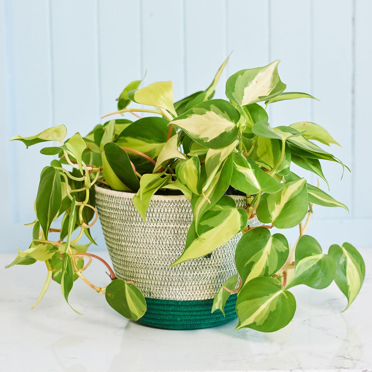 Philodendron Brasil - Large
