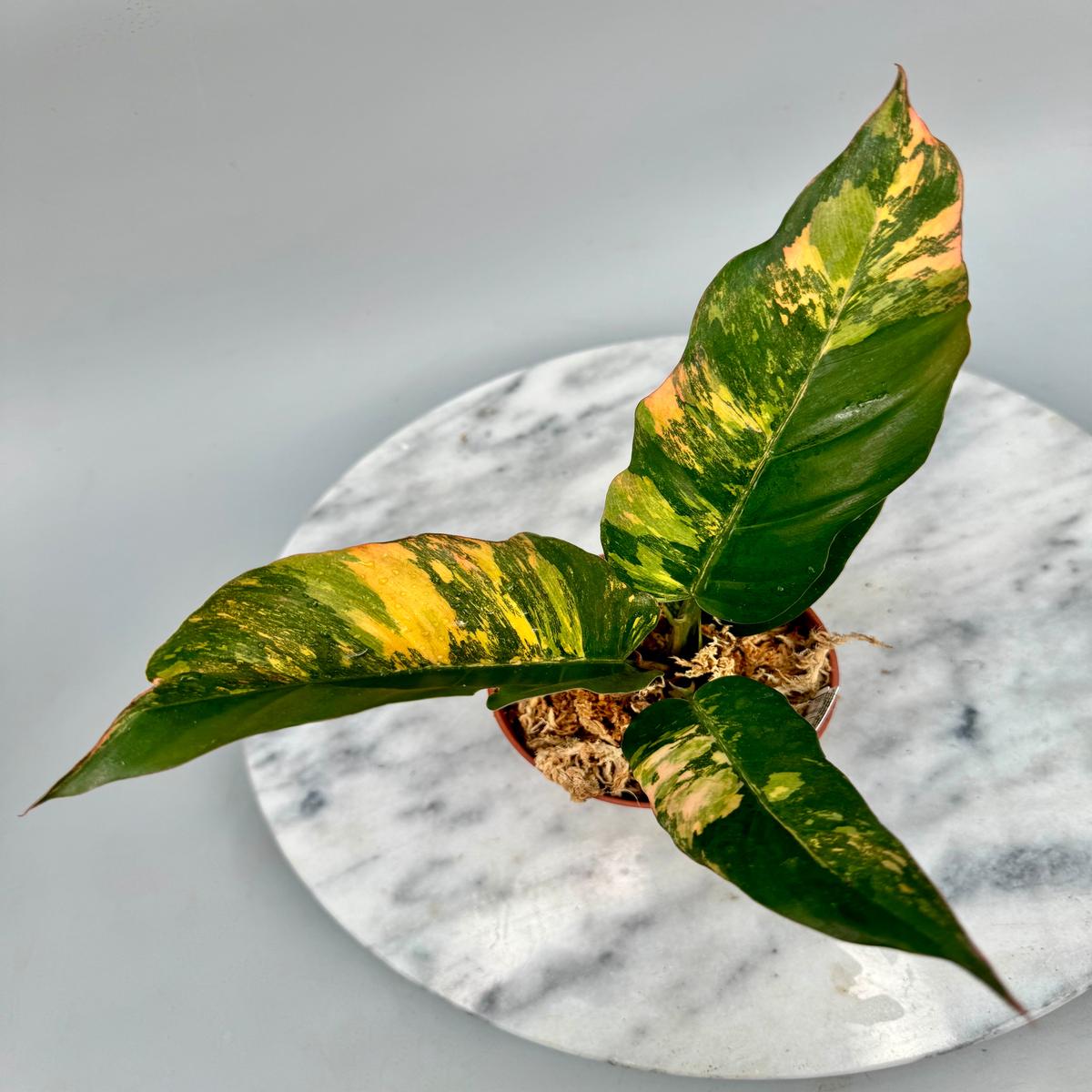 Philodendron Caramel Marble Fire Tiger