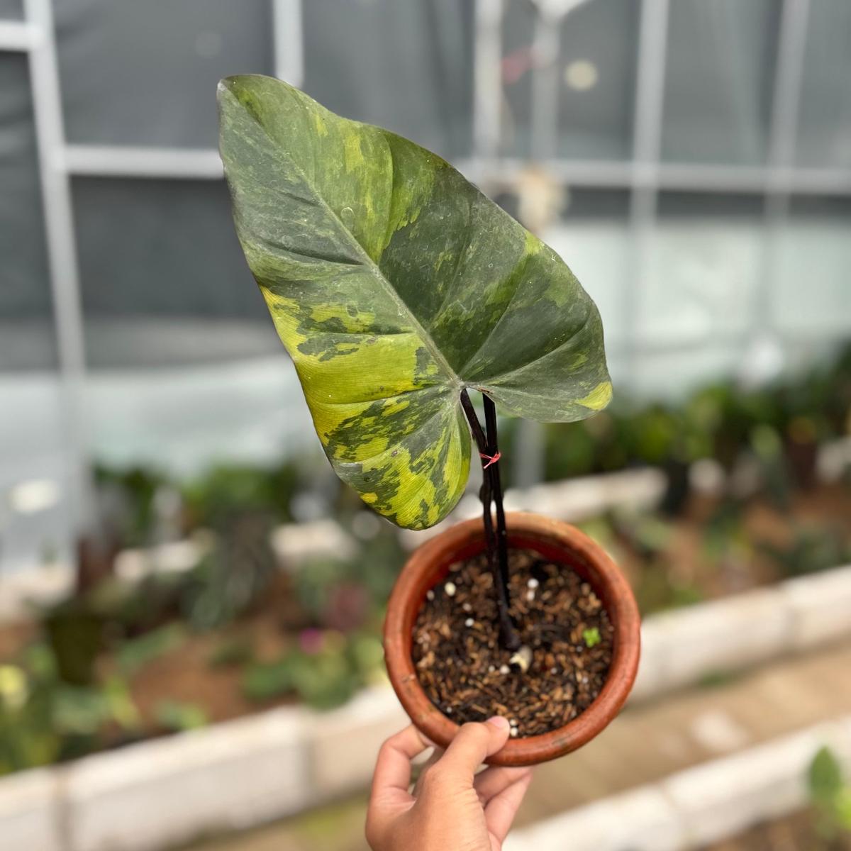 Philodendron dark lord variegated - cuttings 1 leaf