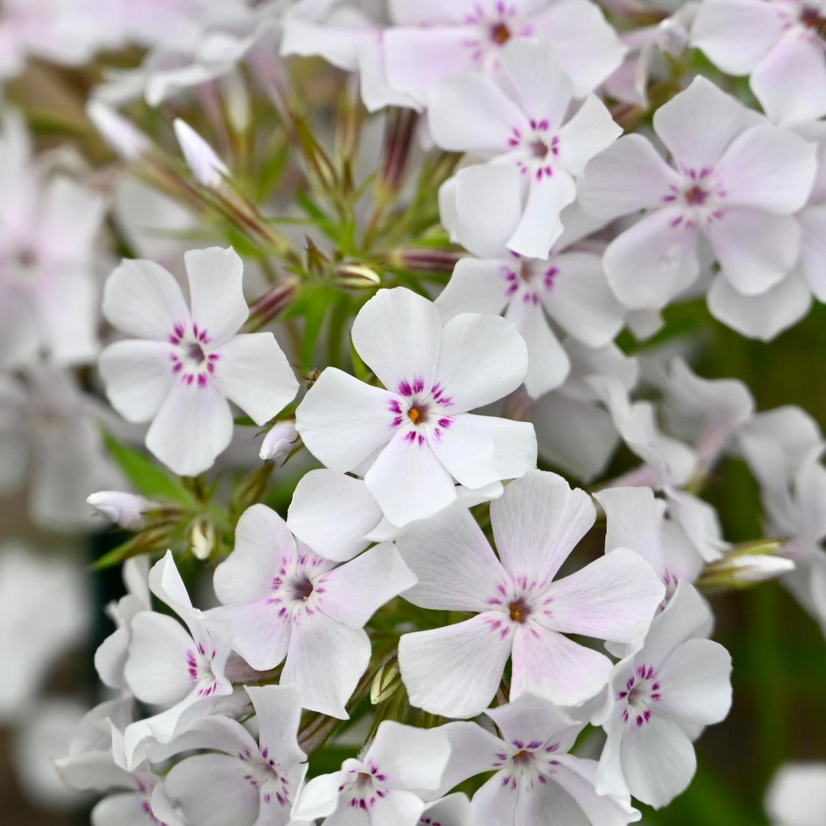 Prairie Phlox (Phlox pilosa)