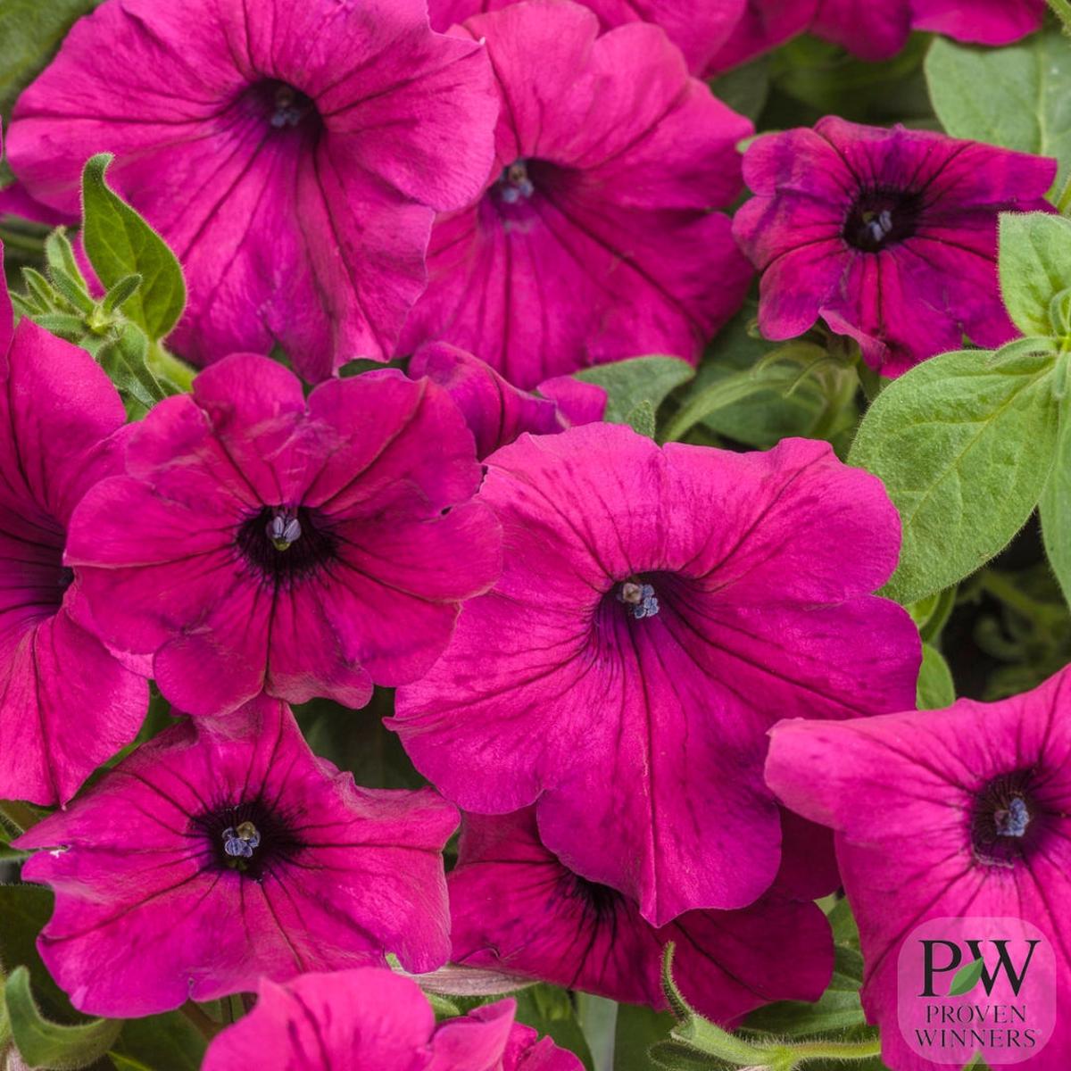 Proven Winners Petunia Supertunia Royal Magenta 4.5"