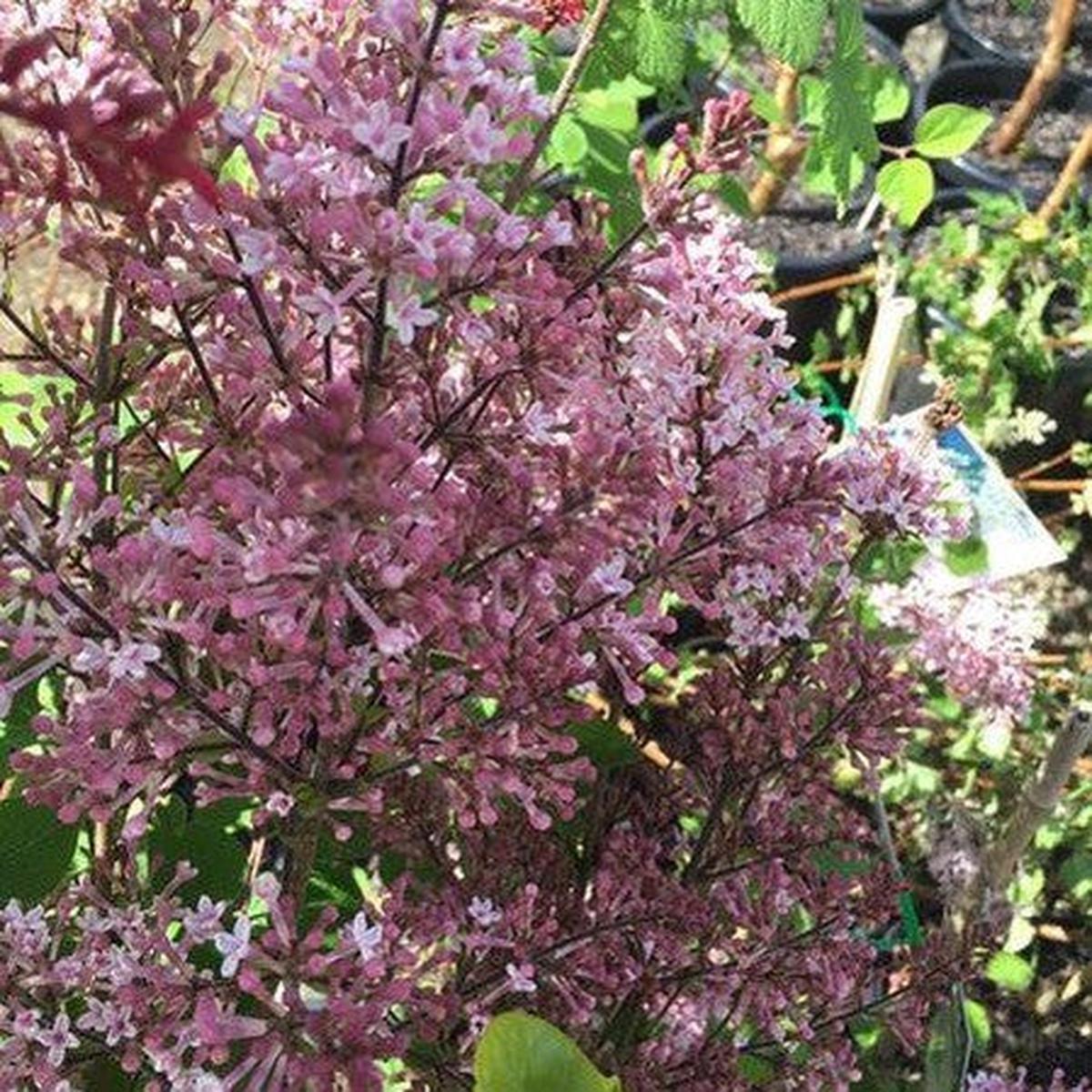 Syringa Sleeping Beauty