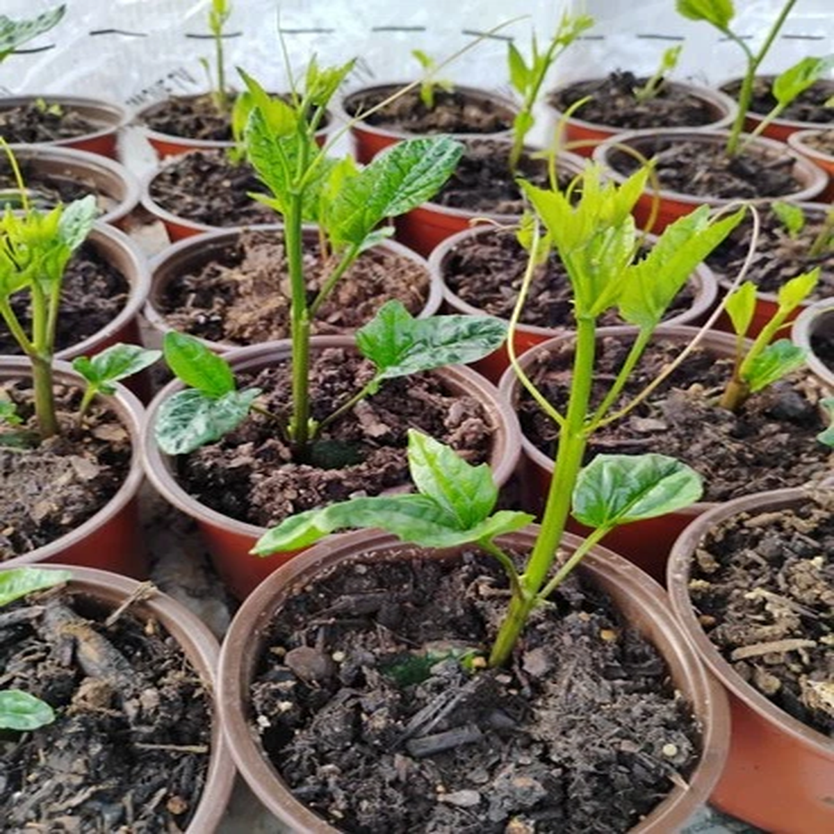 Ugu Seedling( I Count)