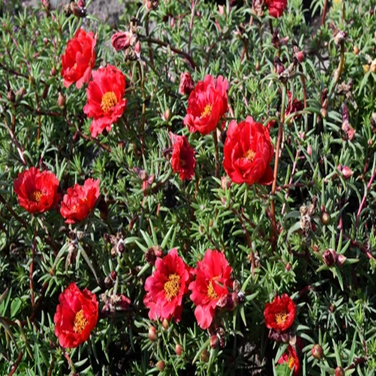 100 RED PORTULACA Grandiflora / MOSS ROSE Flower Seeds *Flat S/H