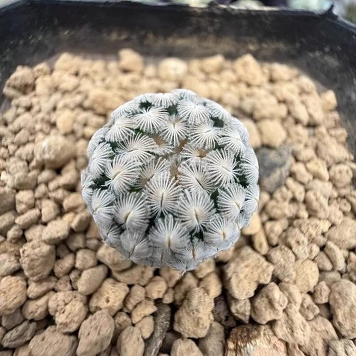2.5CM Succulent Cactus Plant Mammillaria Sanchez-Mejoradae Cactaceae Home Garden