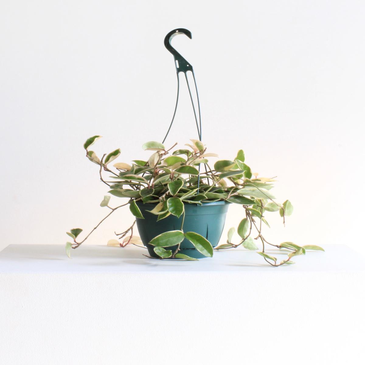 8" HOYA KRIMSON QUEEN HANGING BASKET