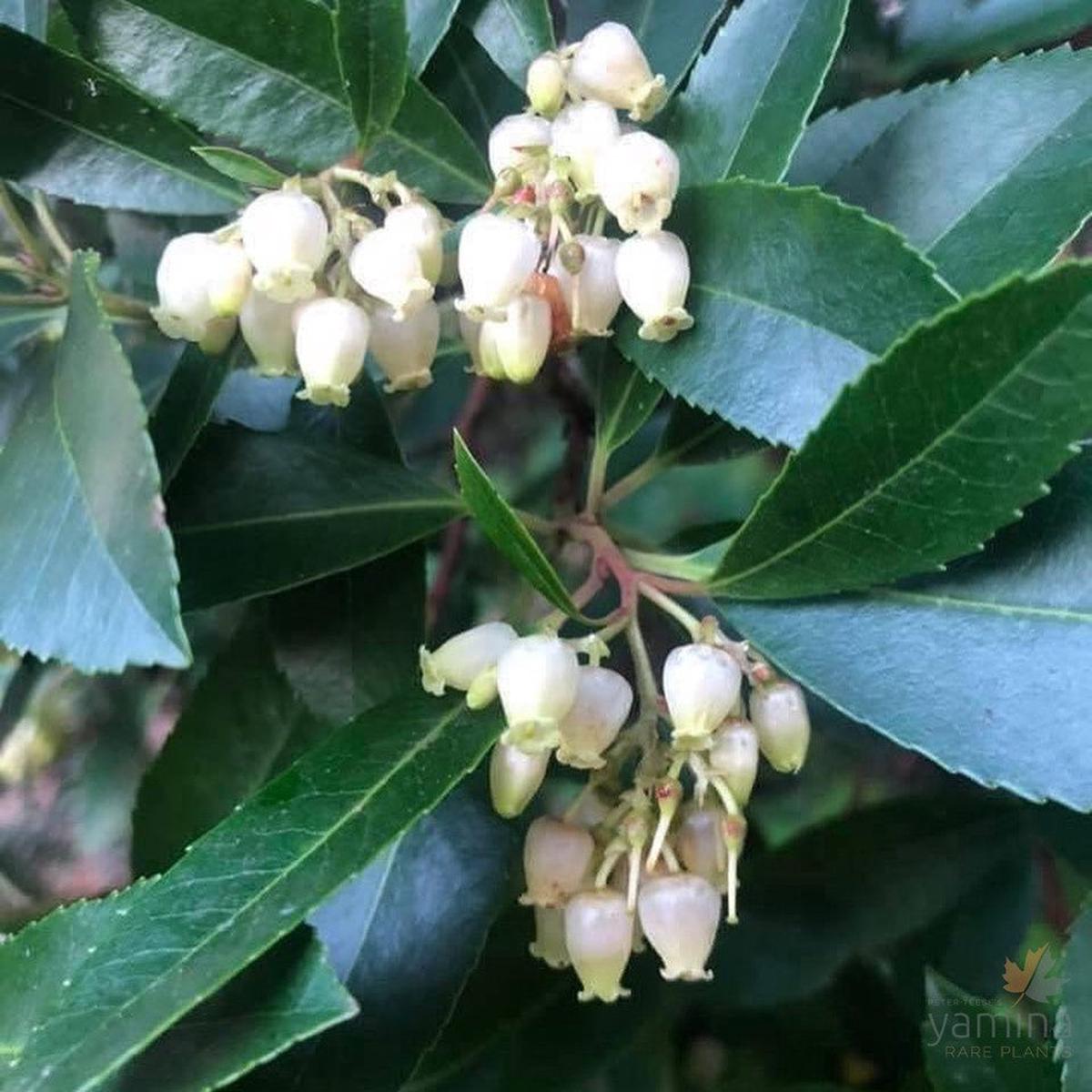 Arbutus unedo (Strawberry Tree)